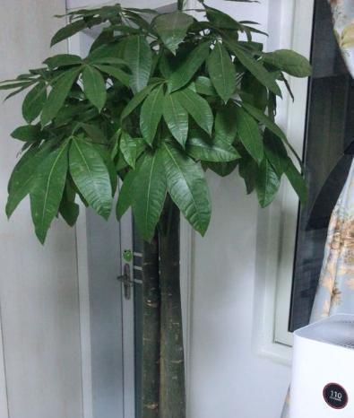 家里种植发财树的小妙招（种植发财树的方法和注意事项）