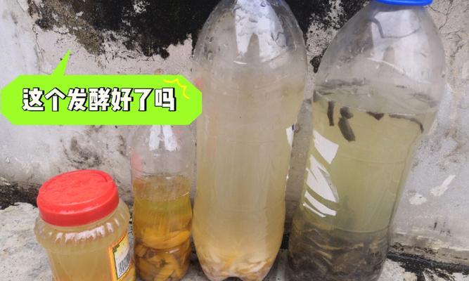 芒果皮是可以做肥料的吗？（探究芒果皮作为肥料的可行性及使用方法）