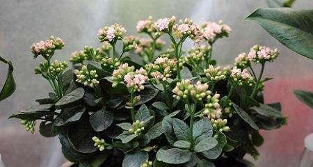 长寿花插枝生存指南（插枝时间、方法要点详解，让你的长寿花健康成长）
