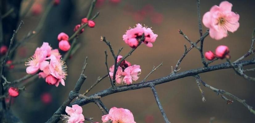 梅花春开花，艳绝人间（梅花文化源远流长，盛放于春日）