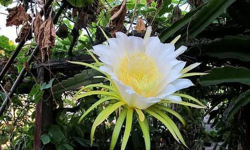 霸王花：一种神奇的花卉