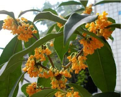 揭秘“桂花树不开花”的原因（为什么桂花树总是“不鸟我们”的？）