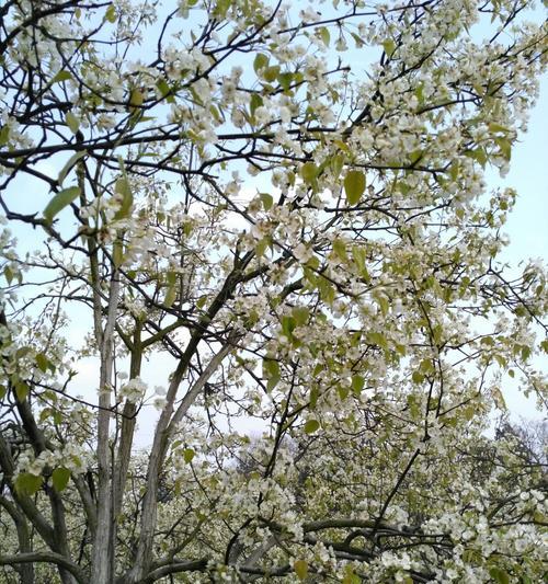赏梨花美景，感受春日温暖（赏梨花美景，感受春日温暖）
