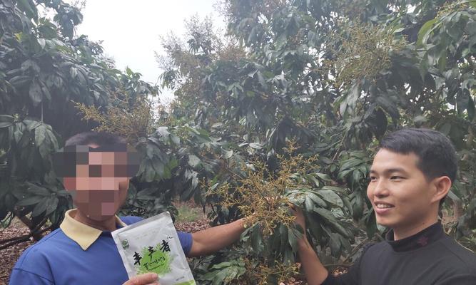 荔枝种植技术与管理（实现高产、优质、稳定——荔枝种植中的关键技术和管理要点）