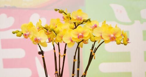 蝴蝶兰养殖方法及注意事项（打造高质量蝴蝶兰，从选购、管理到保养）