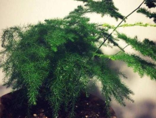 文竹是否适合淋雨？（淋雨对文竹的影响以及保养方法。）