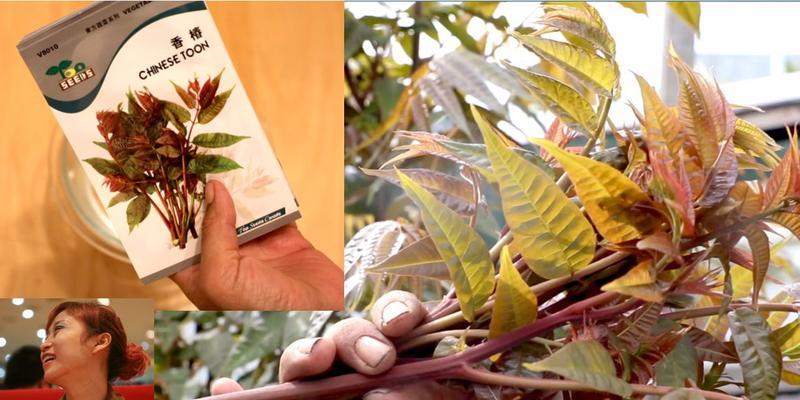 香椿芽的采摘和收获季节（了解香椿芽成长规律，把握采摘时机）