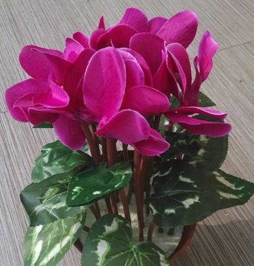 仙客开完花，如何护理（全面了解仙客的生长特点）