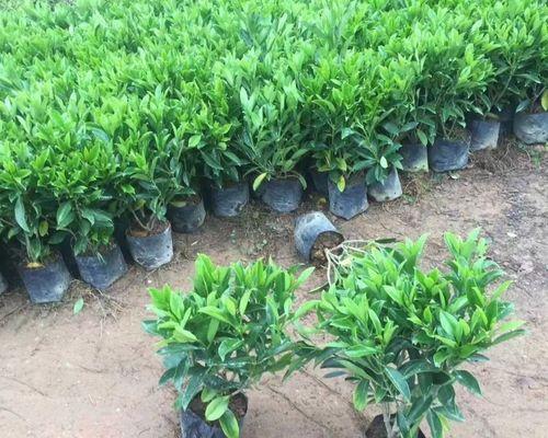 探秘非洲茉莉的耐寒之道（从生长环境到保养技巧，打造最佳栽培条件）