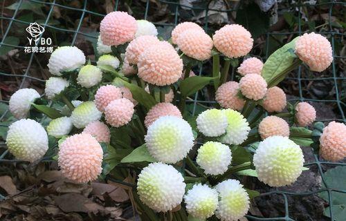 乒乓菊姊妹花（相似度高达99%，花语寓意大不同）