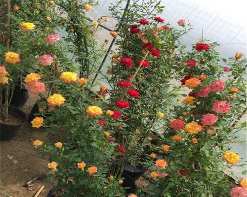 探秘藤彩虹四季开花的奥秘（了解藤彩虹的生长环境及种植技巧）