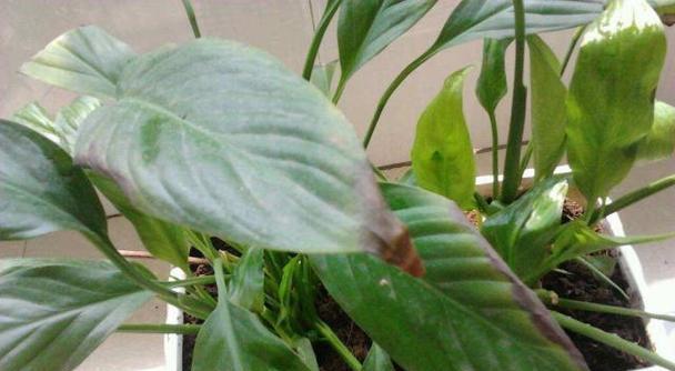 白掌换土换盆指南（让你的白掌重焕生机，打造健康的花园）