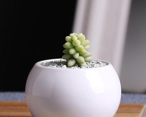 用陶瓷花盆种植美丽花卉（选择适合陶瓷花盆的花卉种类及注意事项）