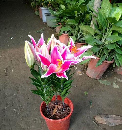 家里养百合花的风水好处（让百合花点亮你家的好风水）