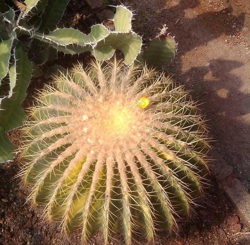 探秘金虎开花的季节与月份（了解金虎植物的生态特征及繁殖习性，掌握开花季节与月份的规律）