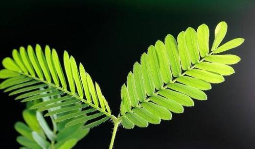 含羞草的冬季养护指南（如何让含羞草安全越冬）