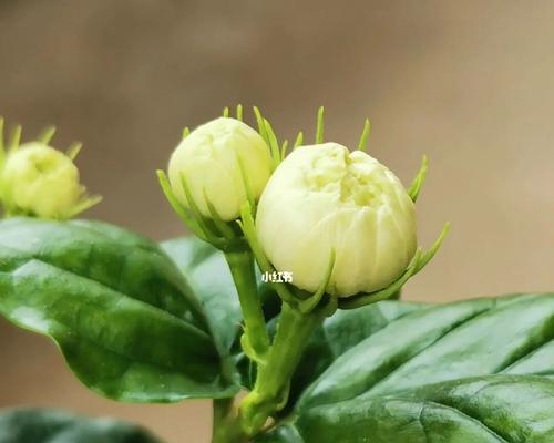 虎头茉莉开花时间及注意事项（了解虎头茉莉花期，让它的美丽留在心中）