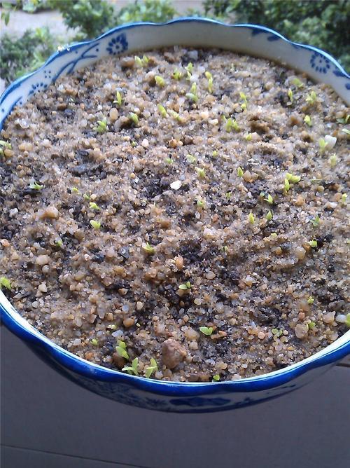 火龙果生芽能吃吗？（探究火龙果生芽的营养价值和食用方法）