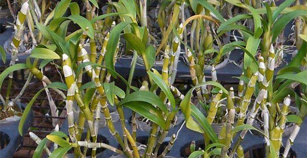 铁皮石斛的种植与养护（从选地到成熟，打造高产铁皮石斛园）