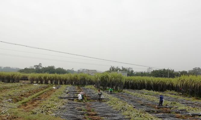 甘蔗的种植和收获时间——甘蔗生长周期详解