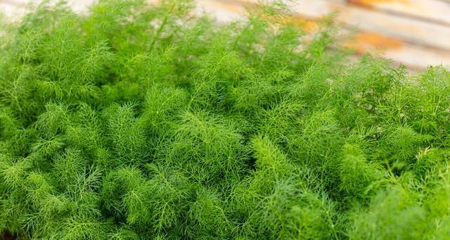 小茴香种子最佳种植时间（掌握最佳时间，收获满满的小茴香一年四季都适合种植）