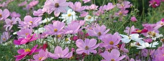 波斯菊开花之谜（探秘波斯菊的生长周期与开花条件）