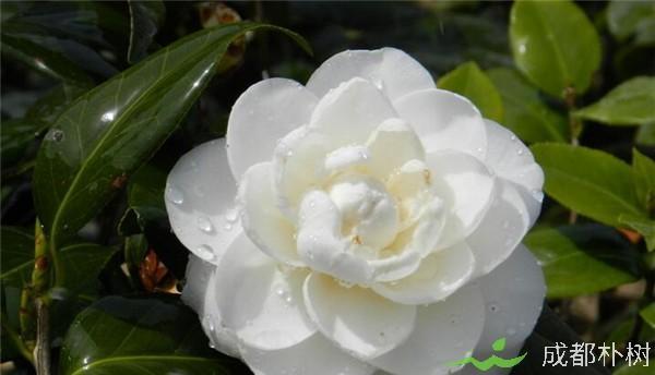 山茶花可以浇醋吗？——揭秘山茶花浇醋的正确方法（掌握这些技巧，让你的山茶花更加健康美丽）