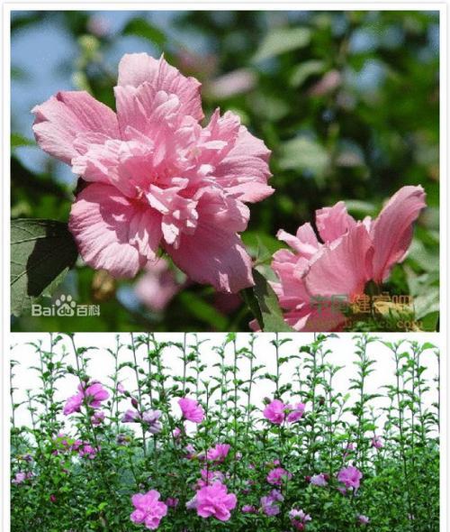 常见的灌木花卉大观（发掘花园中的美丽花卉珍品，了解常见灌木花卉的美丽与特点）