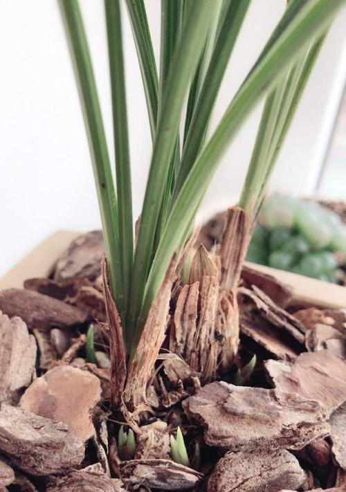 如何选择适合兰花种植的土壤