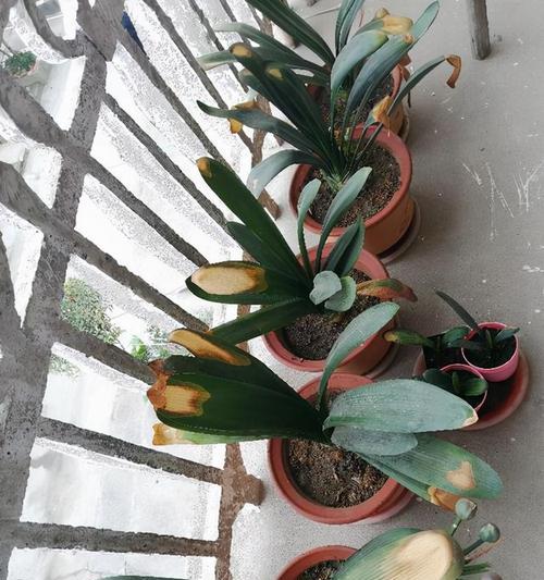 啤酒浇花，你真的会了吗？（正确方法与适合花种详解，让你的花儿更美丽）