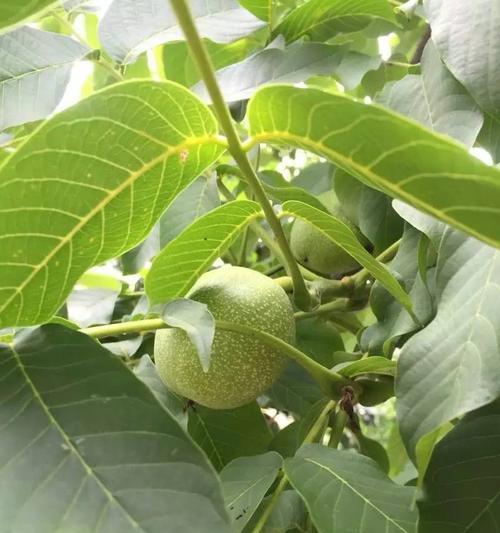 家里种核桃树的可行性及技巧（种植核桃树的成本与收益）