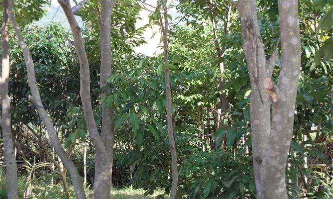 探寻沉香的生长之谜（从生长环境到产地，一起了解沉香的生存之道）