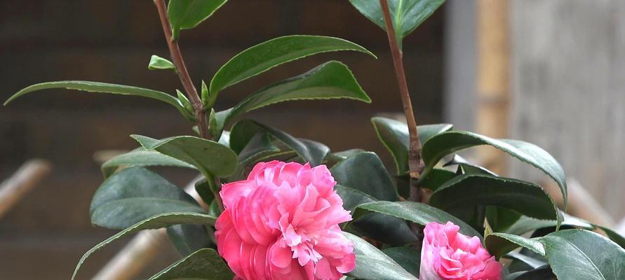 茶花开花季节（了解茶花开花季节，享受茶花的美丽）