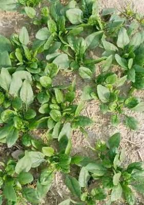 菠菜生长期及成熟时间（了解菠菜生长规律，掌握最佳收获时间）