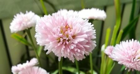 小雏菊怎么养（打造更旺盛的小雏菊生长环境）
