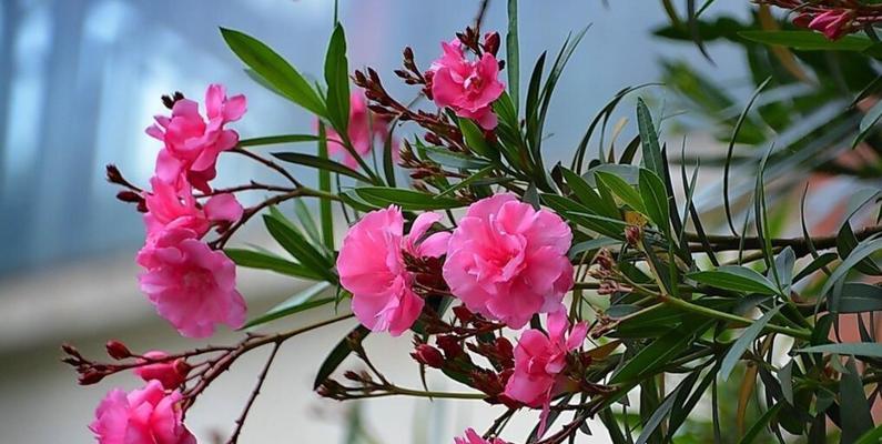 探秘和夹竹桃相似的花（寻找同类中的独行者）