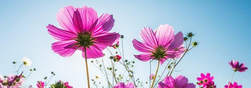 格桑花花期多久时间？（探寻格桑花的盛开时节，了解格桑花的生长特点。）
