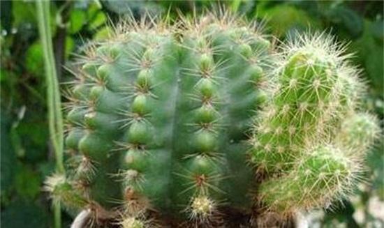仙人球适合种植在深盆还是浅盆？（如何选择仙人球的盆？）