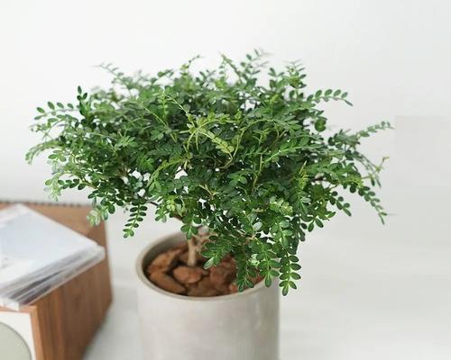 胡椒木的养殖方法和注意事项（了解胡椒木，让你养护更得心应手）