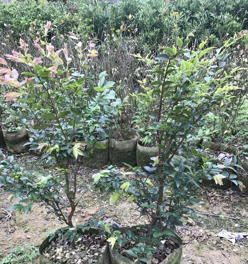 嘉宝果在花盆里种植的方法（掌握这些技巧，让你也能种出丰收的果实）