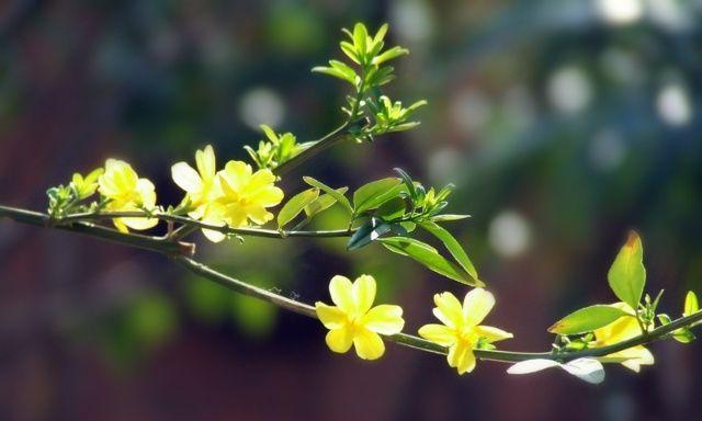 迎春花的花语与传说（春风十里，迎来迎春花，传承千年的文化符号）