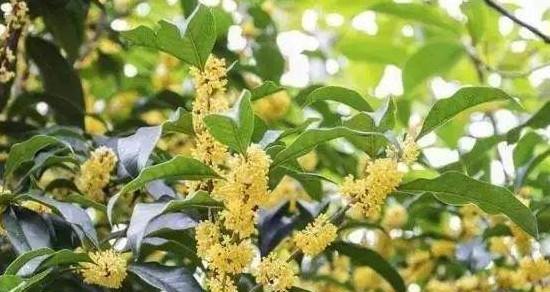 金桂的生长环境（了解金桂的生存条件，让你更好地种植金桂）