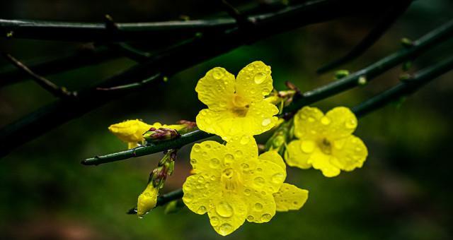 探究迎春花的花型（迎春花是完全花吗？探秘花型结构）