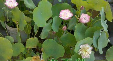 碗莲叶子卷边的原因和解决方法（探究碗莲叶子卷边的成因及应对策略）