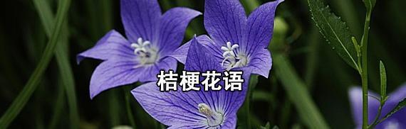 神秘之花语——紫罗兰的秘密（探究紫罗兰的花语及其文化内涵）