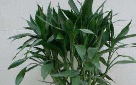 家居风水必知！财位放什么植物最好？（财运飞升，家庭幸福，这些植物必备！）
