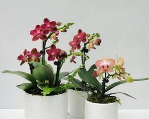 家里养蝴蝶兰，助您招财进宝！（揭秘蝴蝶兰的风水奥妙，轻松提升家庭财运。）