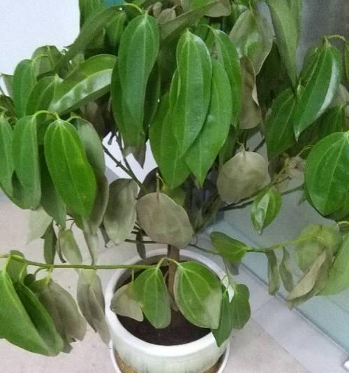 平安树的浇水技巧（掌握好这些细节，你的平安树会越来越健康）