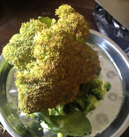 西兰花的根茎也是美食吗？（了解西兰花根茎的营养价值和食用方法）