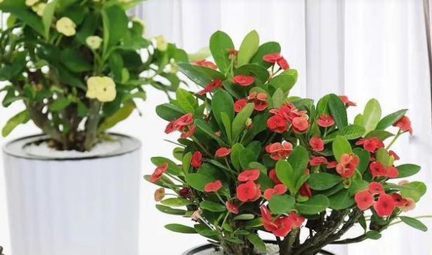 室内不能养的有毒花卉——了解这些植物以免中毒